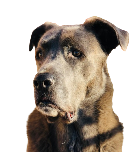 Syrah, a impulsionadora e cofundadora da Smiledog