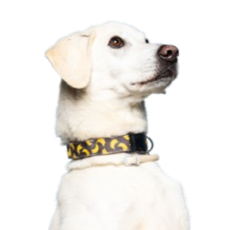 Nana, da matilha Smiledog