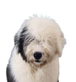Ariel, da matilha Smiledog
