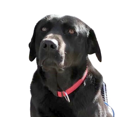 Tyra, da matilha Smiledog