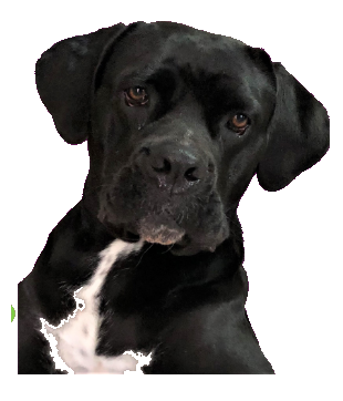 Naia, da matilha Smiledog